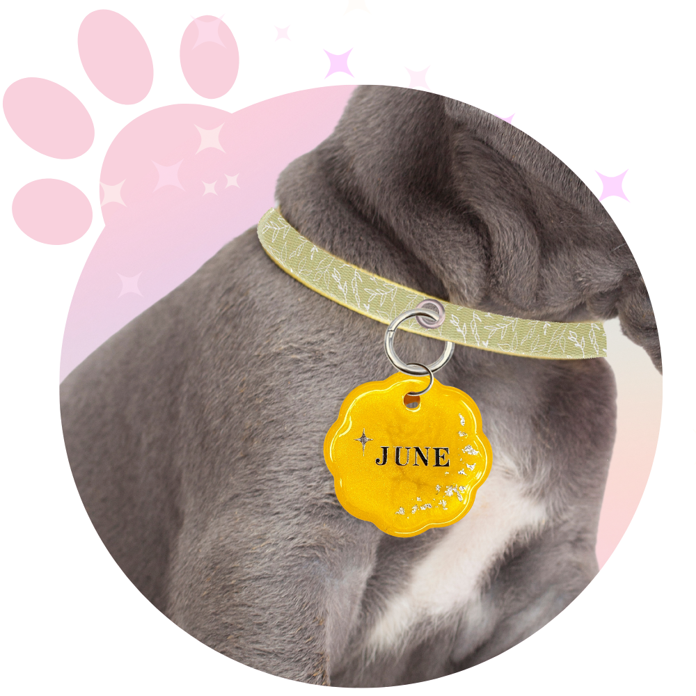 Médaille Chien ☆ Classique
