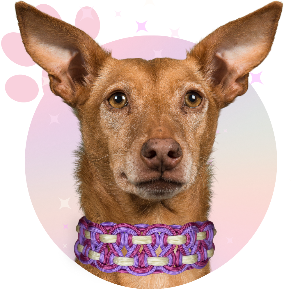 Collier Paracorde ☆ Balto