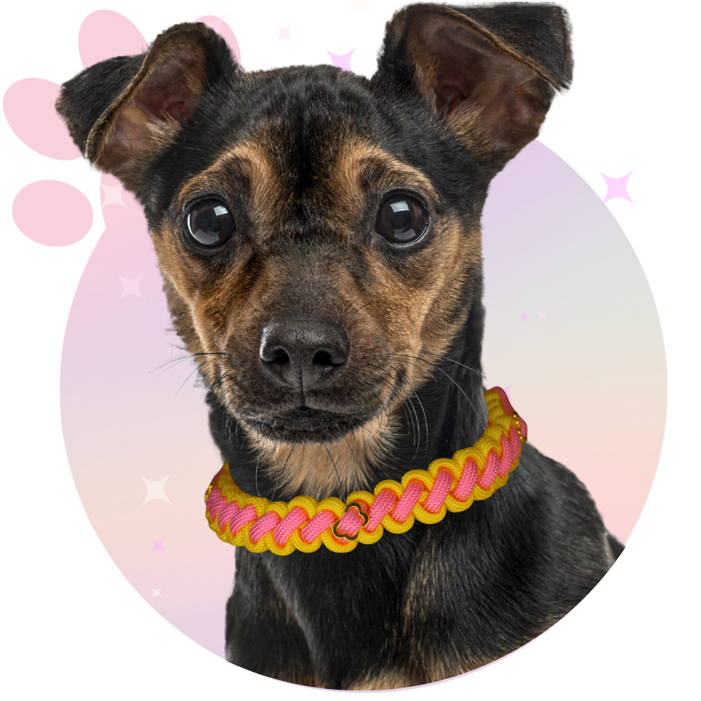 Collier Paracorde ☆ Filou