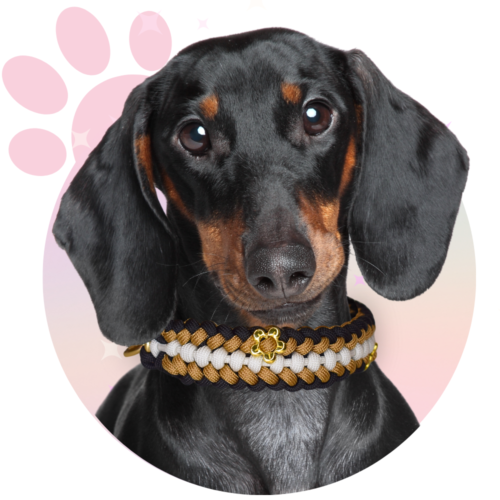 Collier Paracorde ☆ Milo