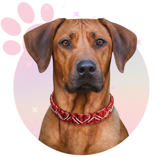 Collier Paracorde ☆ Lassie