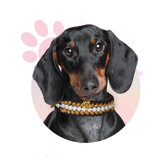 Collier Paracorde ☆ Milo