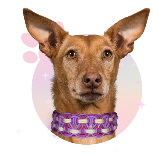 Collier Paracorde ☆ Balto