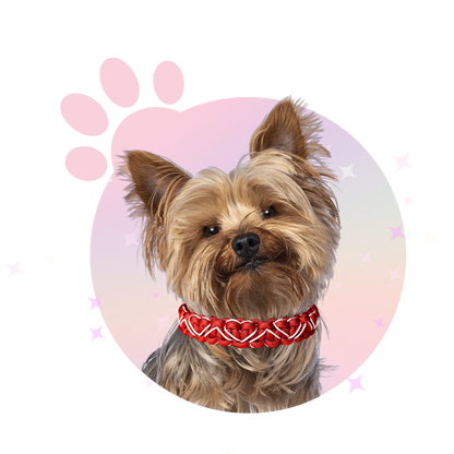 Collier Paracorde ☆ Lassie