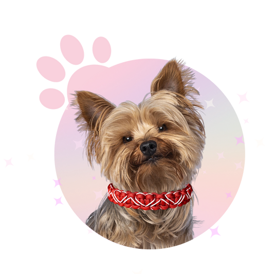 Collier Paracorde ☆ Lassie