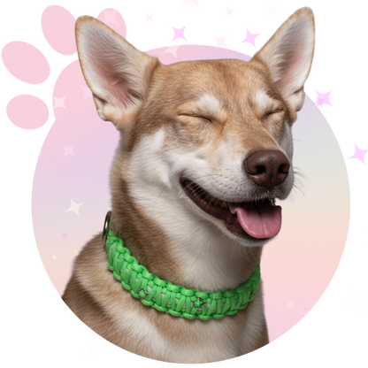 Collier Paracorde ☆Tango