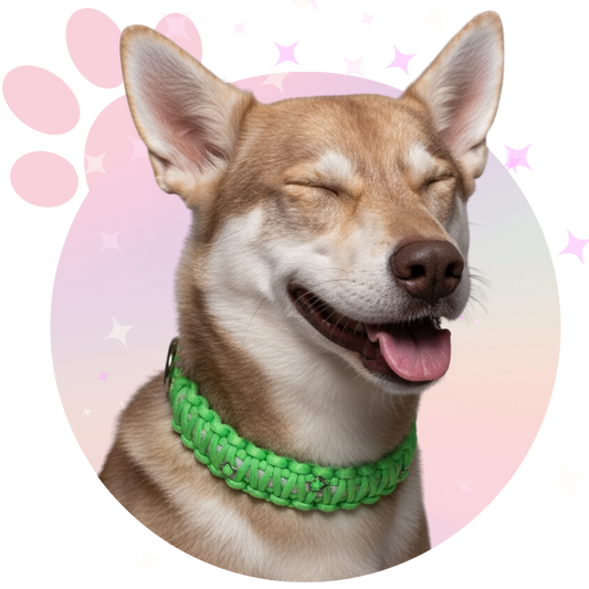 Collier Paracorde ☆Tango