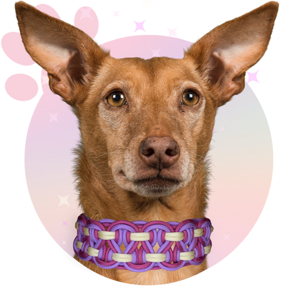 Collier Paracorde ☆ Balto