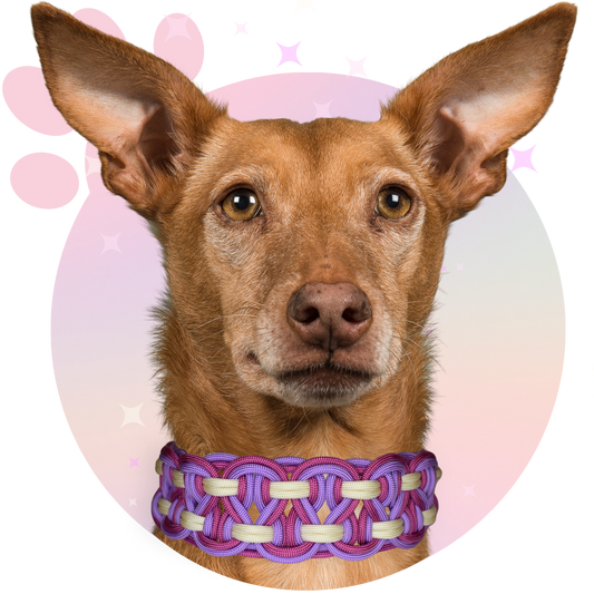 Collier Paracorde ☆ Balto