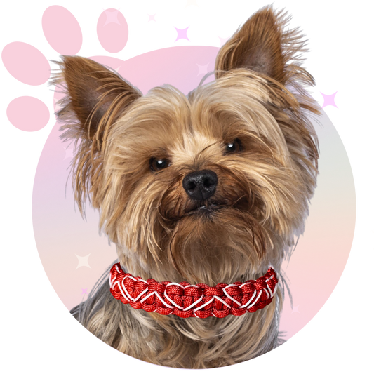 Collier Paracorde ☆ Lassie