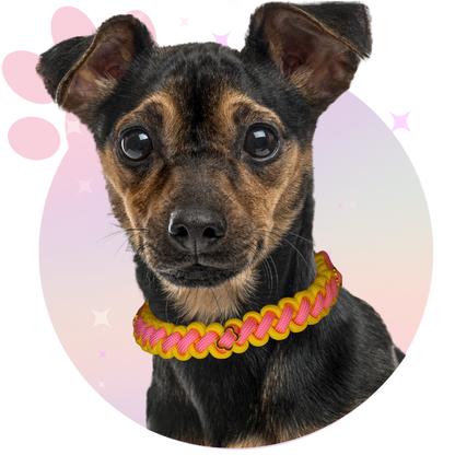 Collier Paracorde ☆ Filou