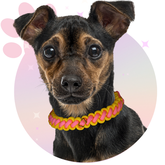Collier Paracorde ☆ Filou