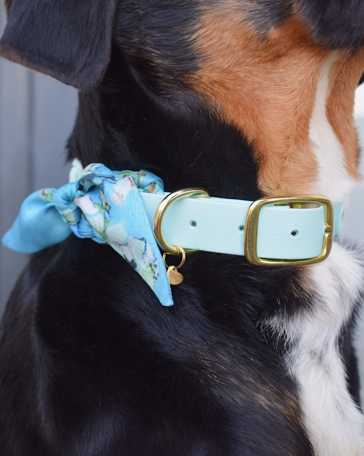 Collier Colette bleu avec foulard et paracorde porté par un chien