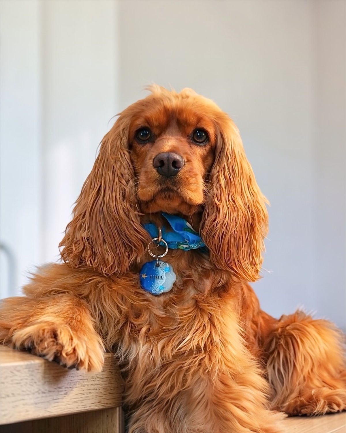 Cocker portant un collier Colette bleu personnalisé avec foulard