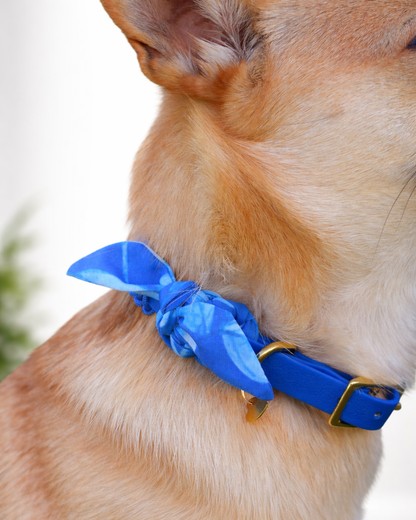 Petit chien portant un collier Suzette bleu de 13 mm avec paracorde