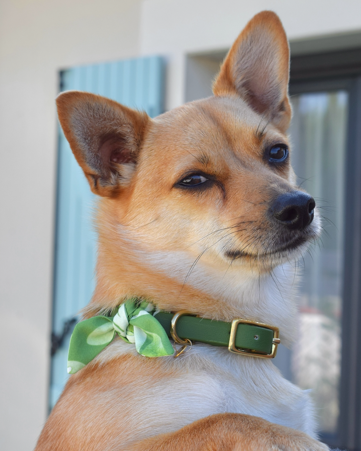 Petit chien portant un collier Suzette vert personnalisé avec foulard